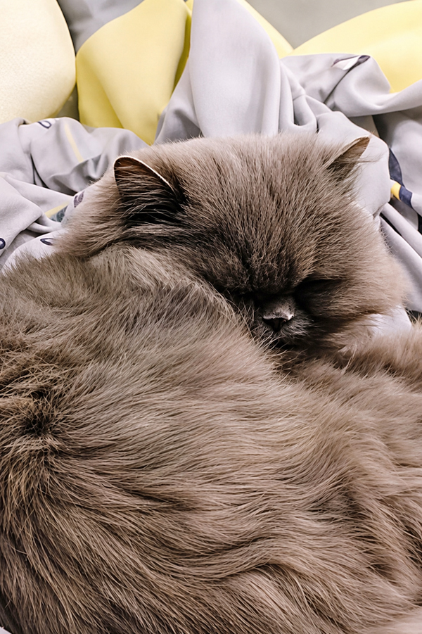 Hermine